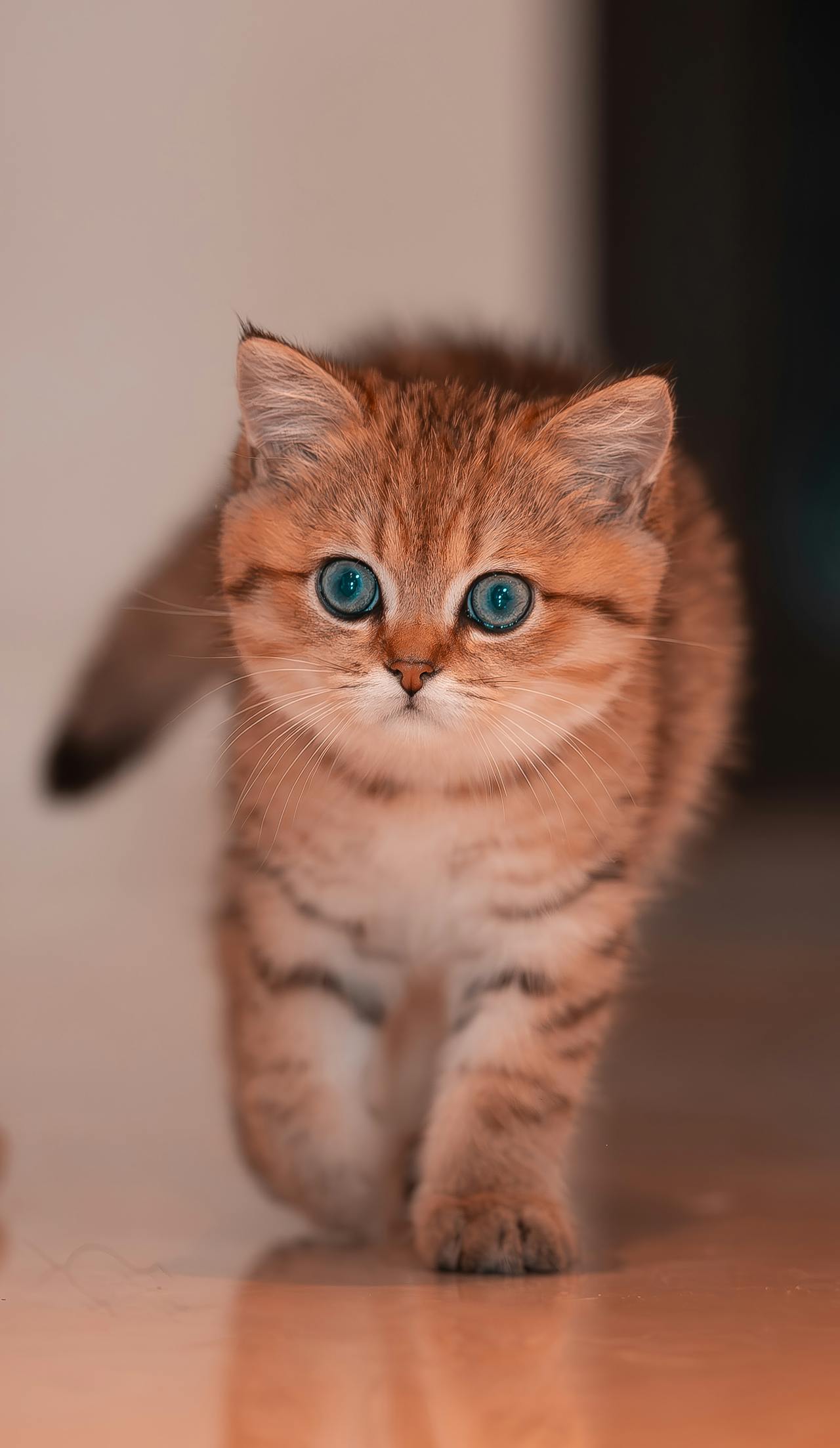 Pet Care